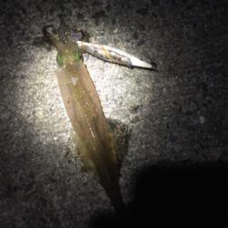 ササイカエギング