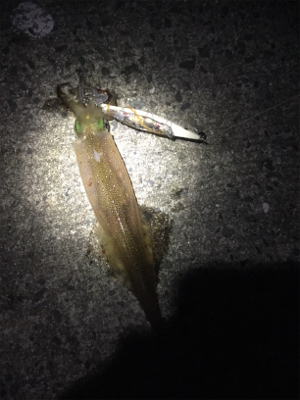 ササイカエギング