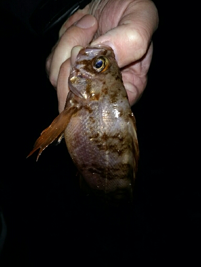 でかメバルはいずこ？