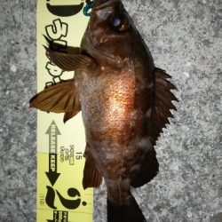 ボトムワインドでメバル爆釣