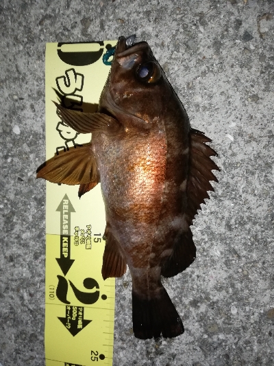 ボトムワインドでメバル爆釣