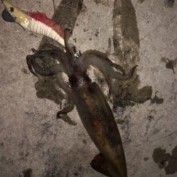 ヤリイカ釣り