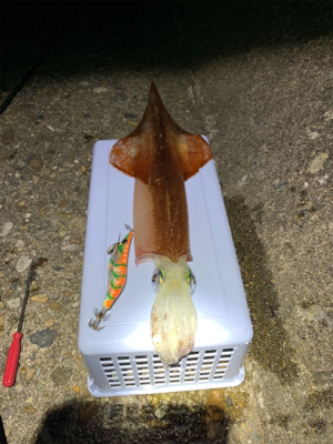 ヤリイカ釣果！