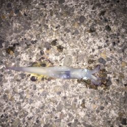 朝方のヤリイカ