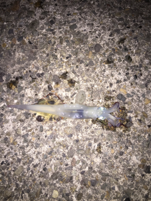 朝方のヤリイカ