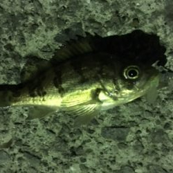 小雨メバリング