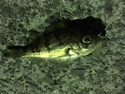 小雨メバリング