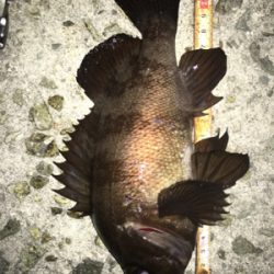 貝塚メバリング