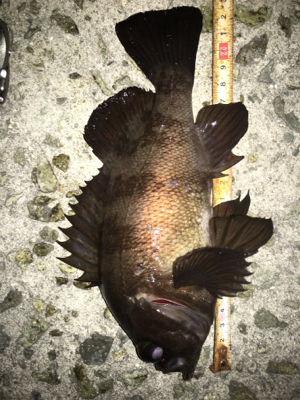 貝塚メバリング