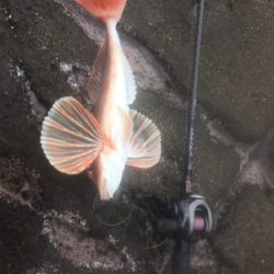 シーズンイン！！