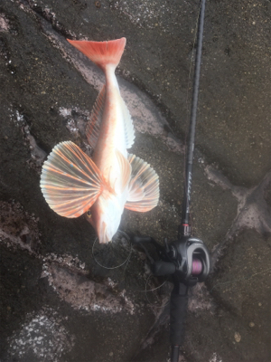 シーズンイン！！