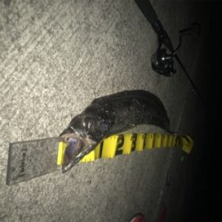 3月のドラゴン!