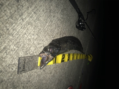 3月のドラゴン!