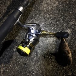 ライトゲーム遠征