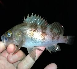 ナイトメバリング