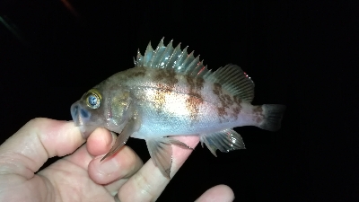 ナイトメバリング