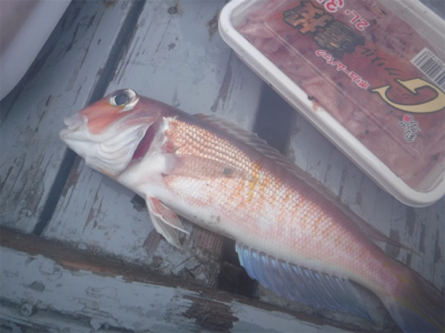 ボートアマダイ