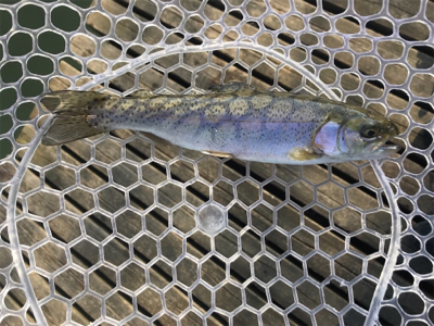 なごみ ライトエリア