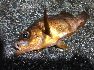 つりぴぃぽぉ釣果