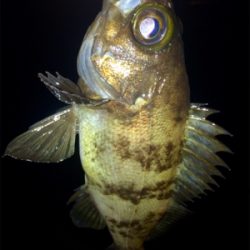 メバリンガー1900〜1940