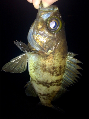 メバリンガー1900〜1940