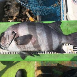 イシダイかかり釣り