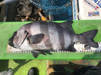 イシダイかかり釣り