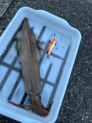 ヤリイカ釣果！