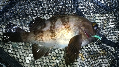 ナイトメバリング