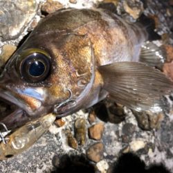 潮が動いてなかったけど何とか。