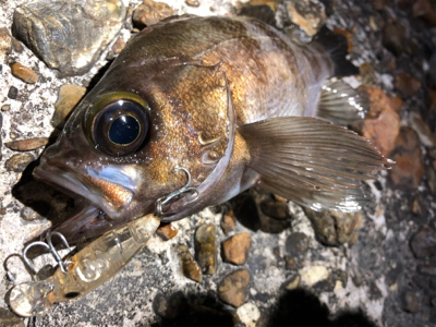 潮が動いてなかったけど何とか。