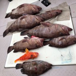 マハタ連発！！！