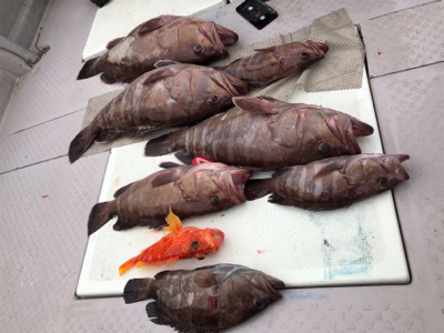 マハタ連発！！！