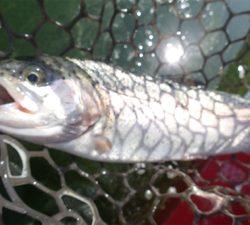 エリアトラウト