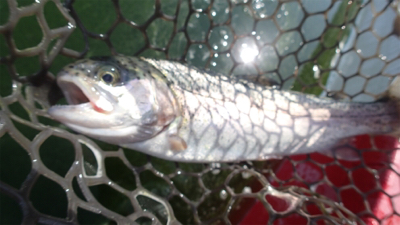 エリアトラウト