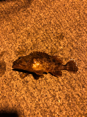 朝まずめのロックフィッシュ