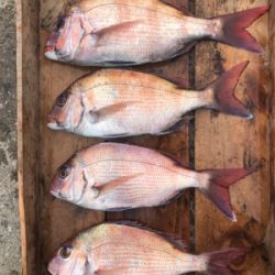 鯛サビキ  明石〜淡路島周辺