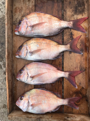 鯛サビキ  明石〜淡路島周辺