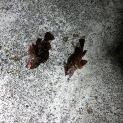 ロックフィッシュ