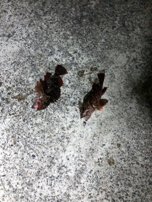 ロックフィッシュ