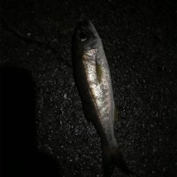 ムシングでまさかの‥