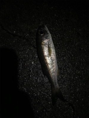 ムシングでまさかの‥