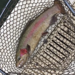 エリアトラウト