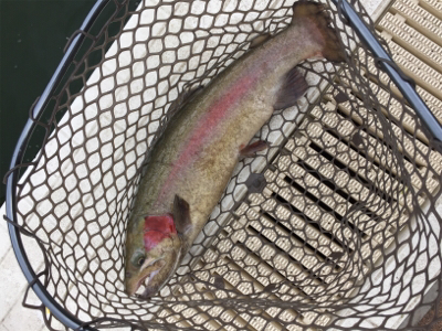 エリアトラウト