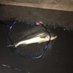 ランカーまで後少し！！