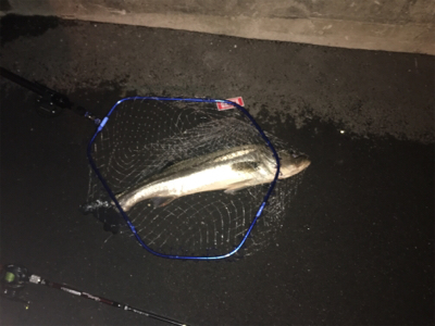 ランカーまで後少し！！