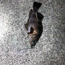 プラグで釣れた