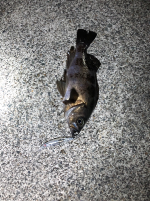 プラグで釣れた