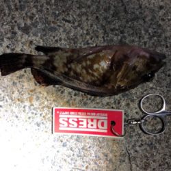 メバルとガシラ