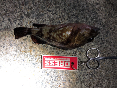 メバルとガシラ